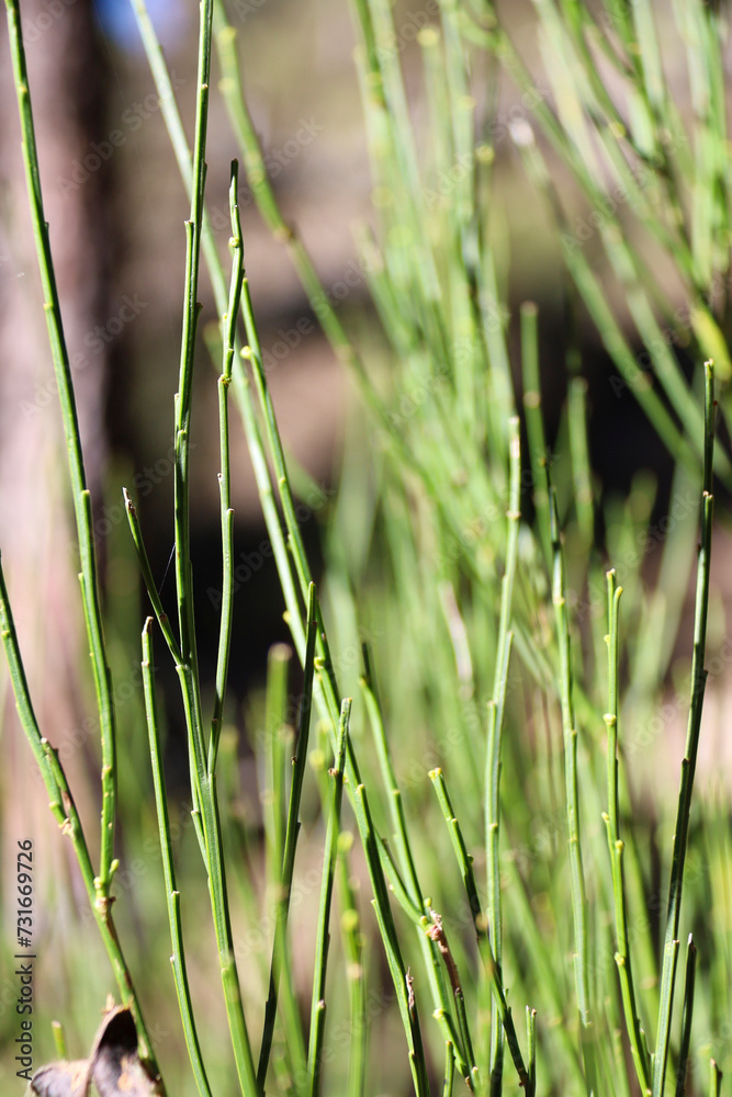 Equisetum Arvense plants in the mountain Equisetum Arvense plants in the mountain