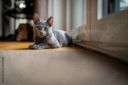 A cute russian blue cat photo