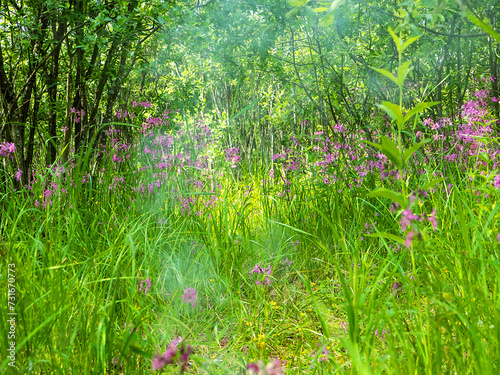 Smoke in the grass   too much smoke not to be a fire 