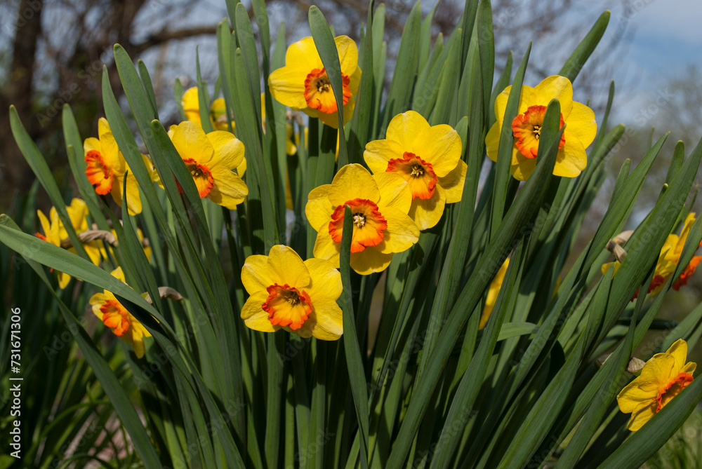 Obraz premium bright yellow daffodils among green leaves