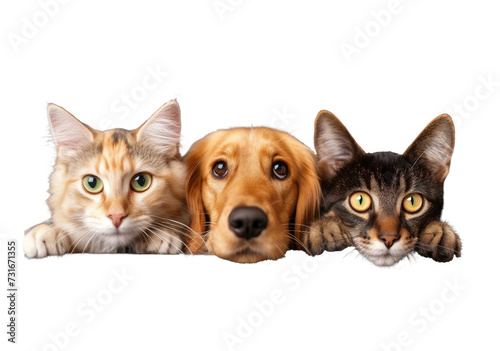 dogs and cats peeking over web banner extracted on transparent background