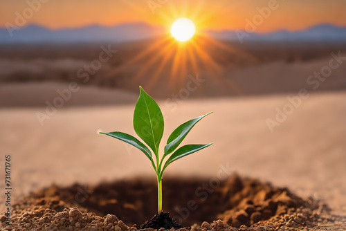 closed-up Small seed sapling growing from soil. blur desert land cracked background. sunset time.