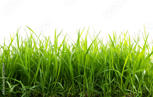 green grass isolated on transparent background