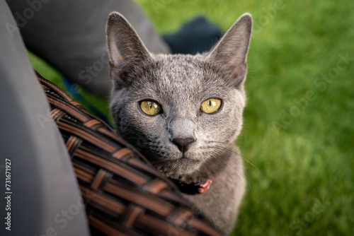 Schilderij op canvas A cute russian blue cat