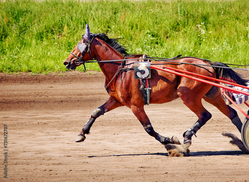 beautiful horse running along a hippodrome beautiful horse running along a hippodrome