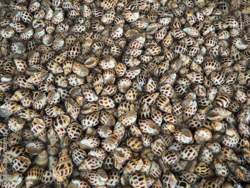 Top view of a background with fresh sea snails with their shells