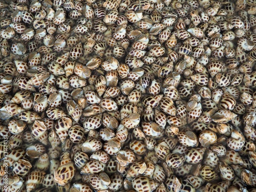 Top view of a background with fresh sea snails with their shells