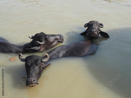 Majestic water buffalos swimming in a tranquil river © Wirestock