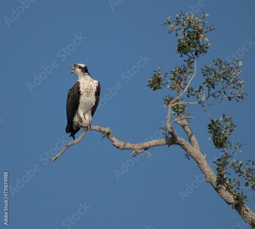 Gray osprey perched atop a tree, looking downwards with its beady eyes
