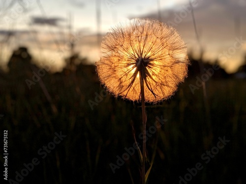 Sunset light shining through a Dandelion in the evening