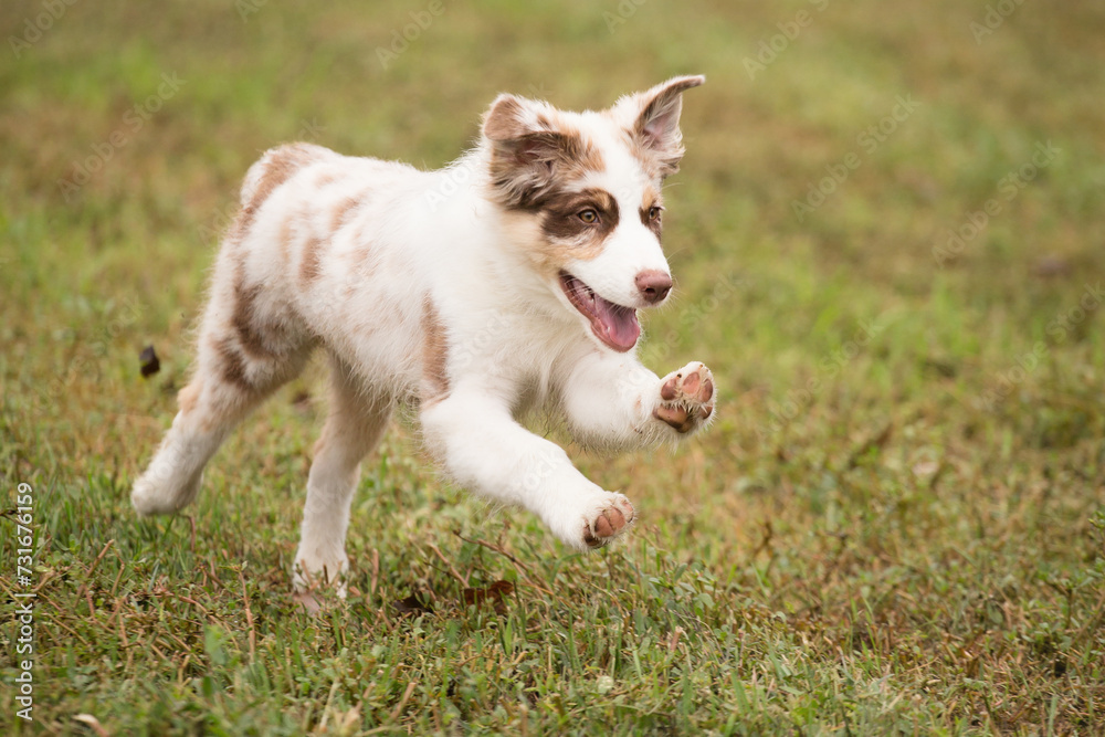 australian shepherd puppy dog running on grass australian shepherd puppy dog running on grass