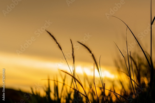 Silhouette of grass before the yellow sunset sky