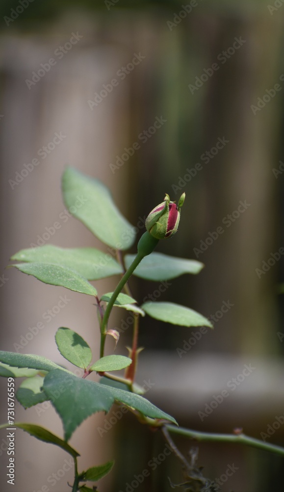 Vertical shallow focus of a garden red rose bud Vertical shallow focus of a garden red rose bud