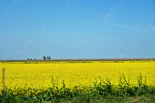 Yellow fields of rapeseed colza (Brassica napus var. oleifera), canola flowers on southern plains, former steppe