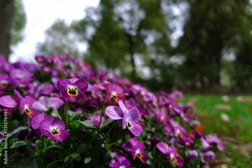 Obraz premium Bush of purple flowers blooming in the garden