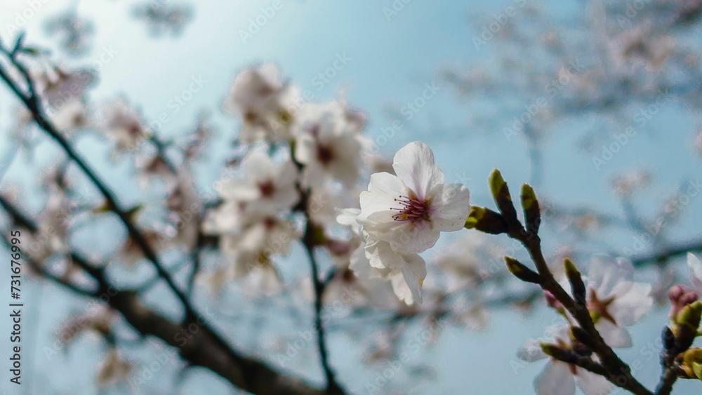 Cherry blossoms on a branch against blurred background Cherry blossoms on a branch against blurred background