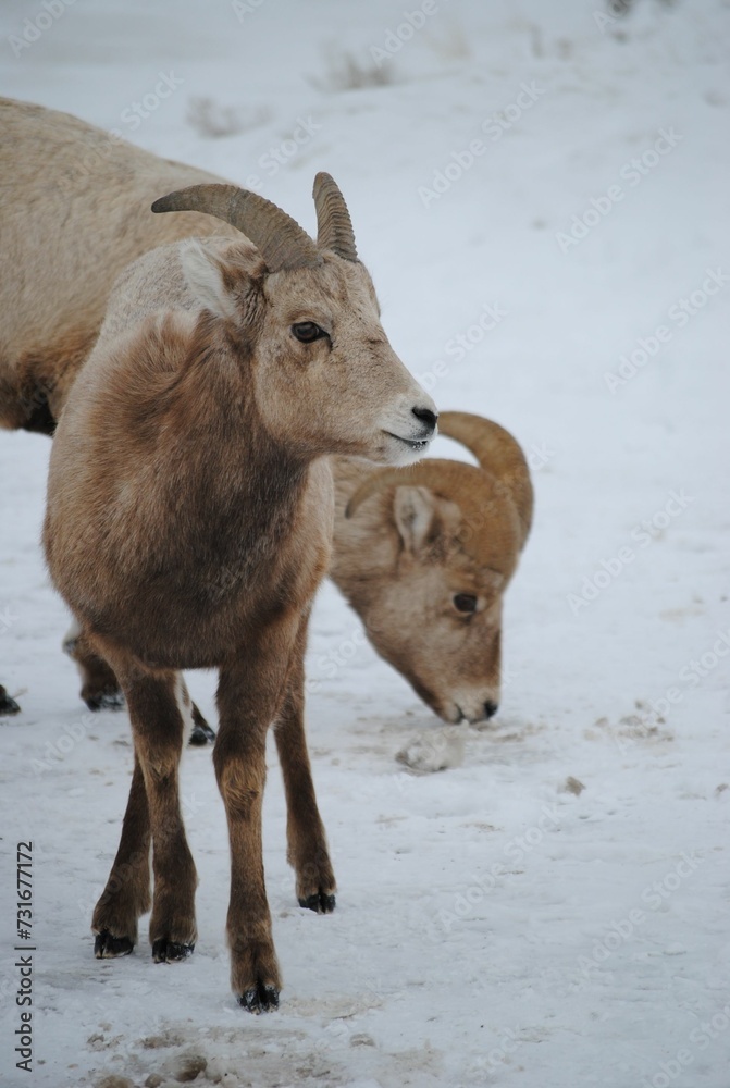 Bighorn sheep standing in a snowy winter landscape Bighorn sheep standing in a snowy winter landscape