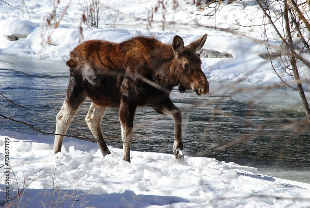 Majestic moose stands in the snow next to a tranquil lake Majestic moose stands in the snow next to a tranquil lake