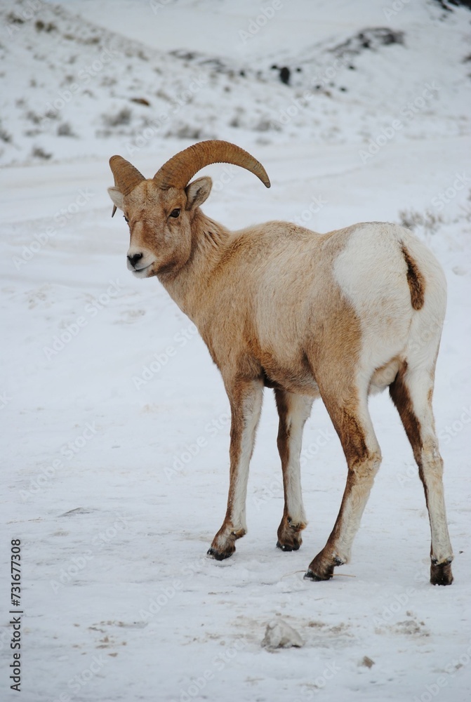 Bighorn sheep standing in a snowy winter landscape Bighorn sheep standing in a snowy winter landscape