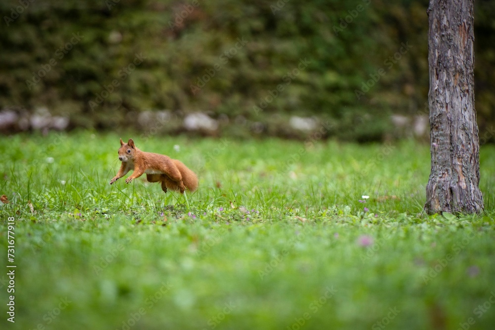 Obraz premium Closeup shot of a red squirrel jumping in the green grass and looking at the camera