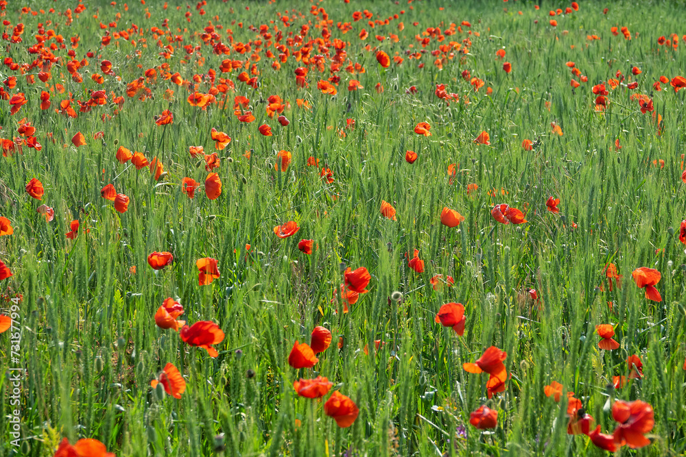 Red field. Vast fields of blooming poppies on the northern coast of the Black Sea, in the spring steppe. Copper rose (Papaver rhoeas)