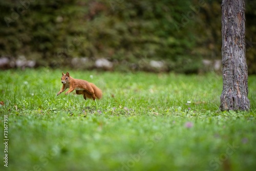 Closeup shot of a red squirrel jumping in the green grass and looking at the camera