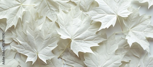 A detailed view of white maple leaves on a white surface, resembling petals of a flower. The groundcover showcases the beauty of this terrestrial plant.  © AkuAku