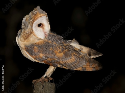 an owl sits on a post outside at night time, looking out