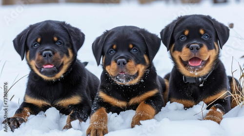 three rotterhun puppy lying in the snow with their tongues open