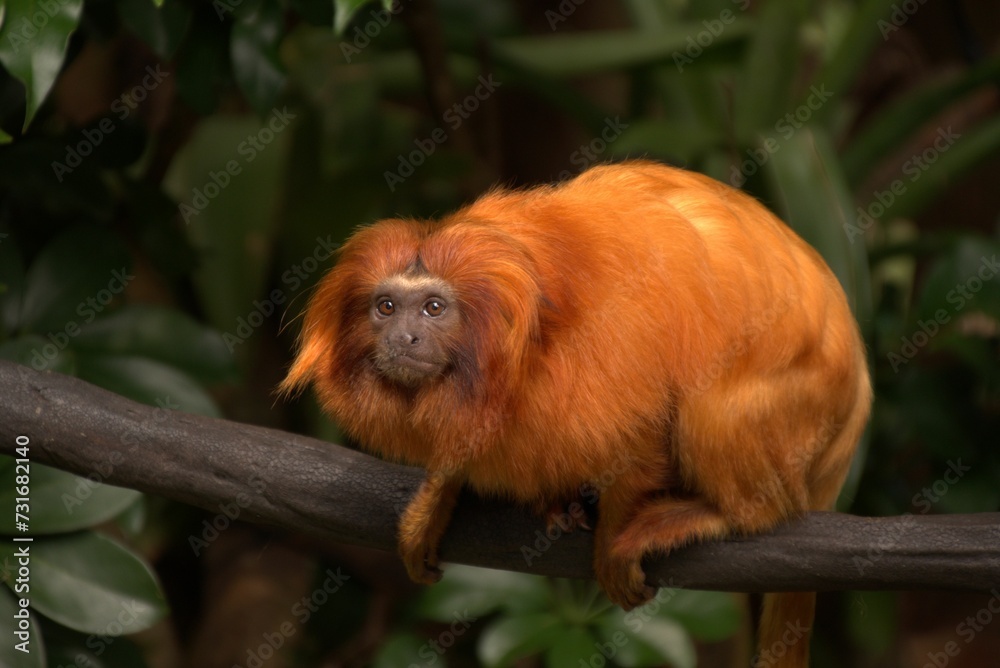 Obraz premium Golden lion tamarin perching on wood