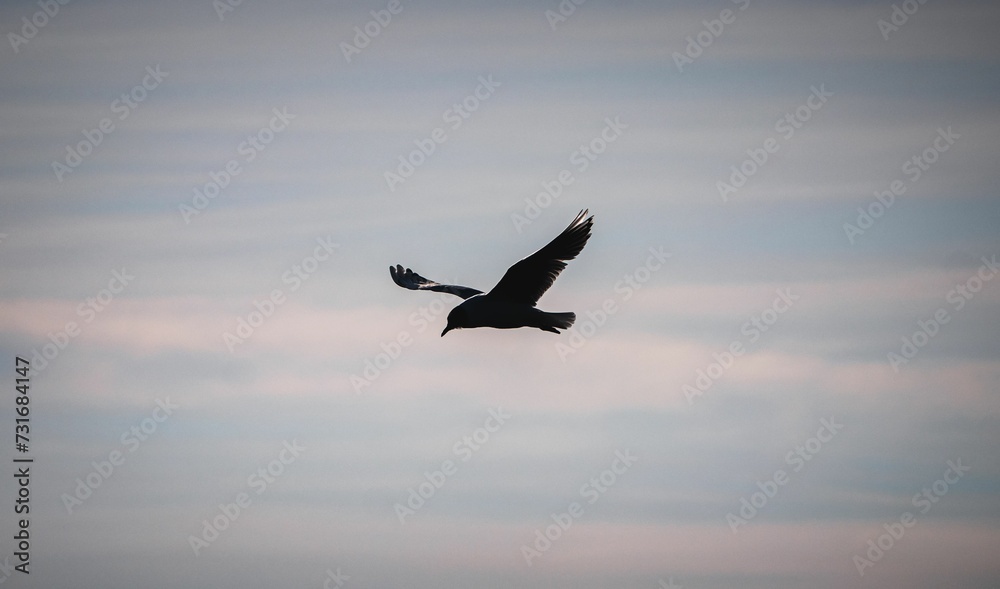 Obraz premium Close-up shot of a silhouette of a Brown-hooded Gull in flight