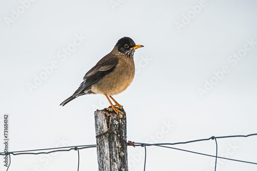 Close-up shot o a Turdus falcklandii standing on a wooden log photo