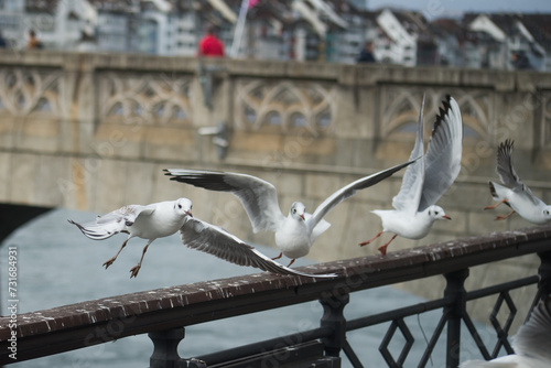view of seagulls flying in border rhine river in basel Switzerland