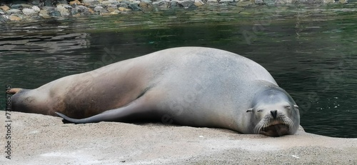 Seal resting peacefully on a rocky outcrop along the shoreline of an aquatic body of water