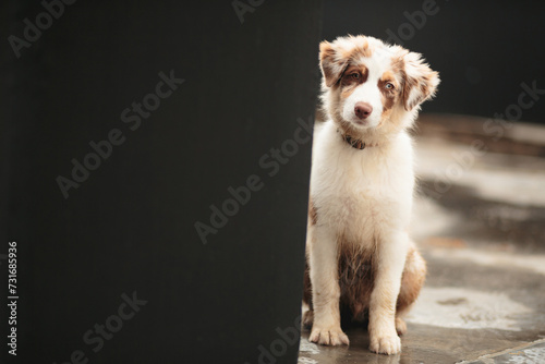 australian shepherd puppy dog sitting next to a dark wall
