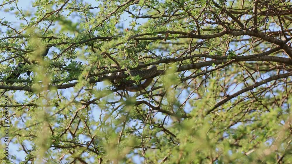 Birds alert to the female boomslang. Birds alert to the female boomslang.