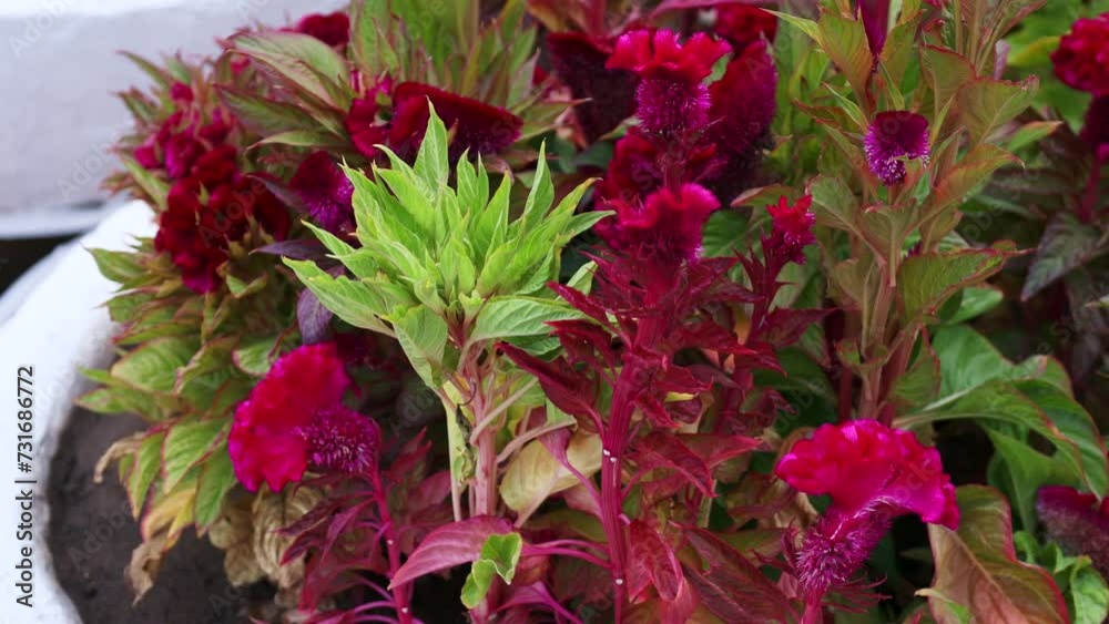 Bright magenta Cockscomb flower (Celosia Cristata, Jengger Ayam, Chicken's Comb, Jewer Kotok) plant with green leaves on the flowerbed in summer
