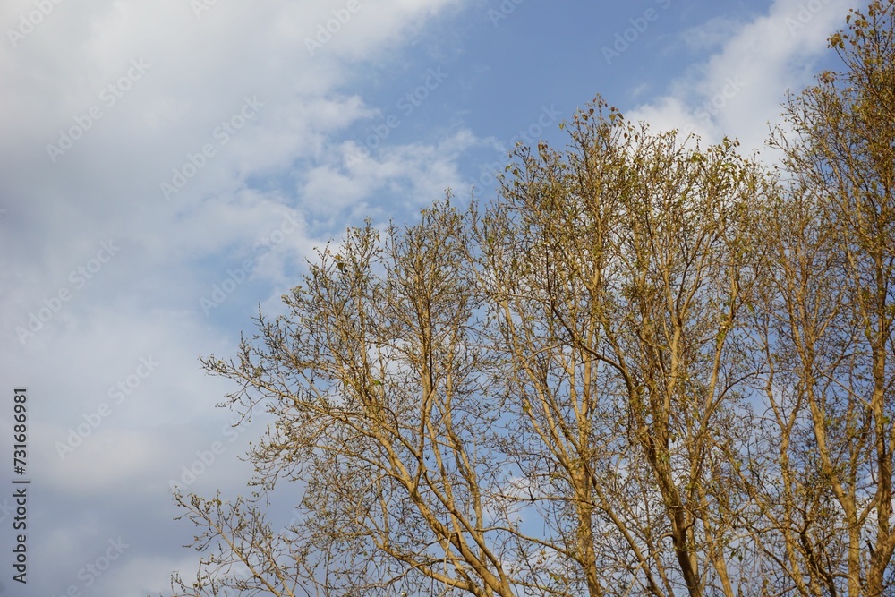 Beautiful view of a bare tree with a cloudy sky in the background Beautiful view of a bare tree with a cloudy sky in the background