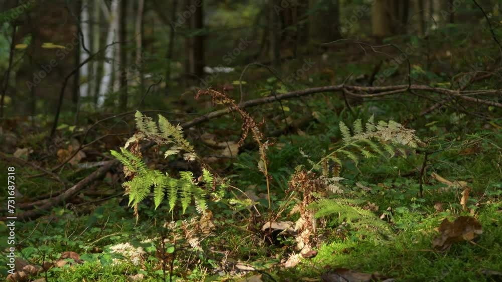 yellow fern in the forest in autumn, illuminated by the sun yellow fern in the forest in autumn, illuminated by the sun
