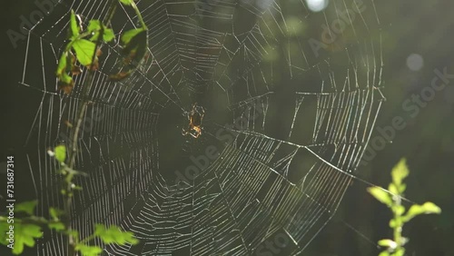 big spider on a web in the forest