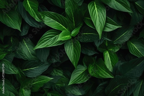 Dark green leaf in garden  Natures greenery wallpaper. © darshika