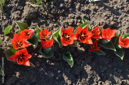 Blooming red Tulipa kaufmanniana 'Moravian Show' photo