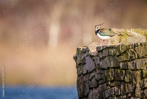 Lapwing (Vanellus Vanellus) perching on a stone wall in winter, UK photo