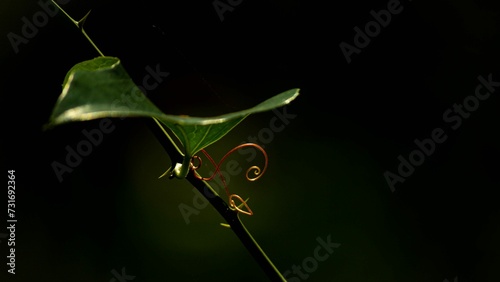 Macro shot of a greenbrier with a spiral leaf photo