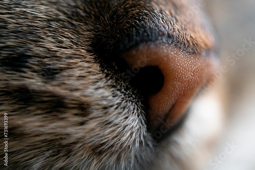 Macro shot of a domestic cat's face, highlighting its long whiskers and cute little nose photo