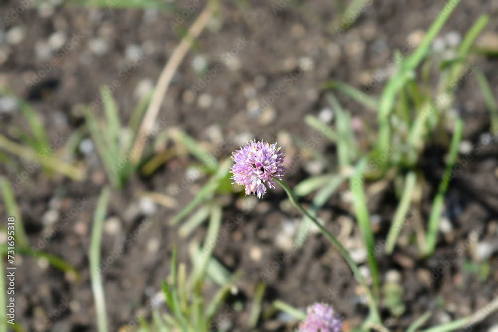Portuguese onion flower Portuguese onion flower