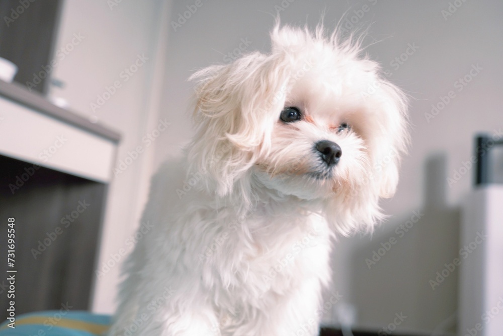 Cute fluffy white puppy in the house Cute fluffy white puppy in the house
