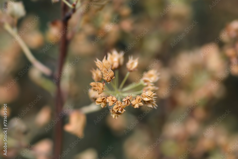 Ninebark seed pods Ninebark seed pods