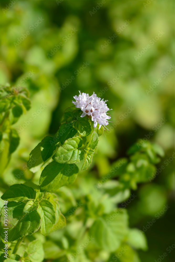 False apple mint flower False apple mint flower