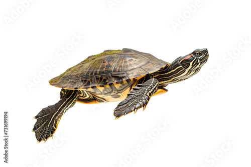 Floating Turtle on Transparent Background, PNG, Generative Ai